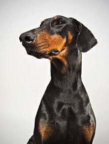 veterinary-dog-doberman-profile-108200766_220.jpg