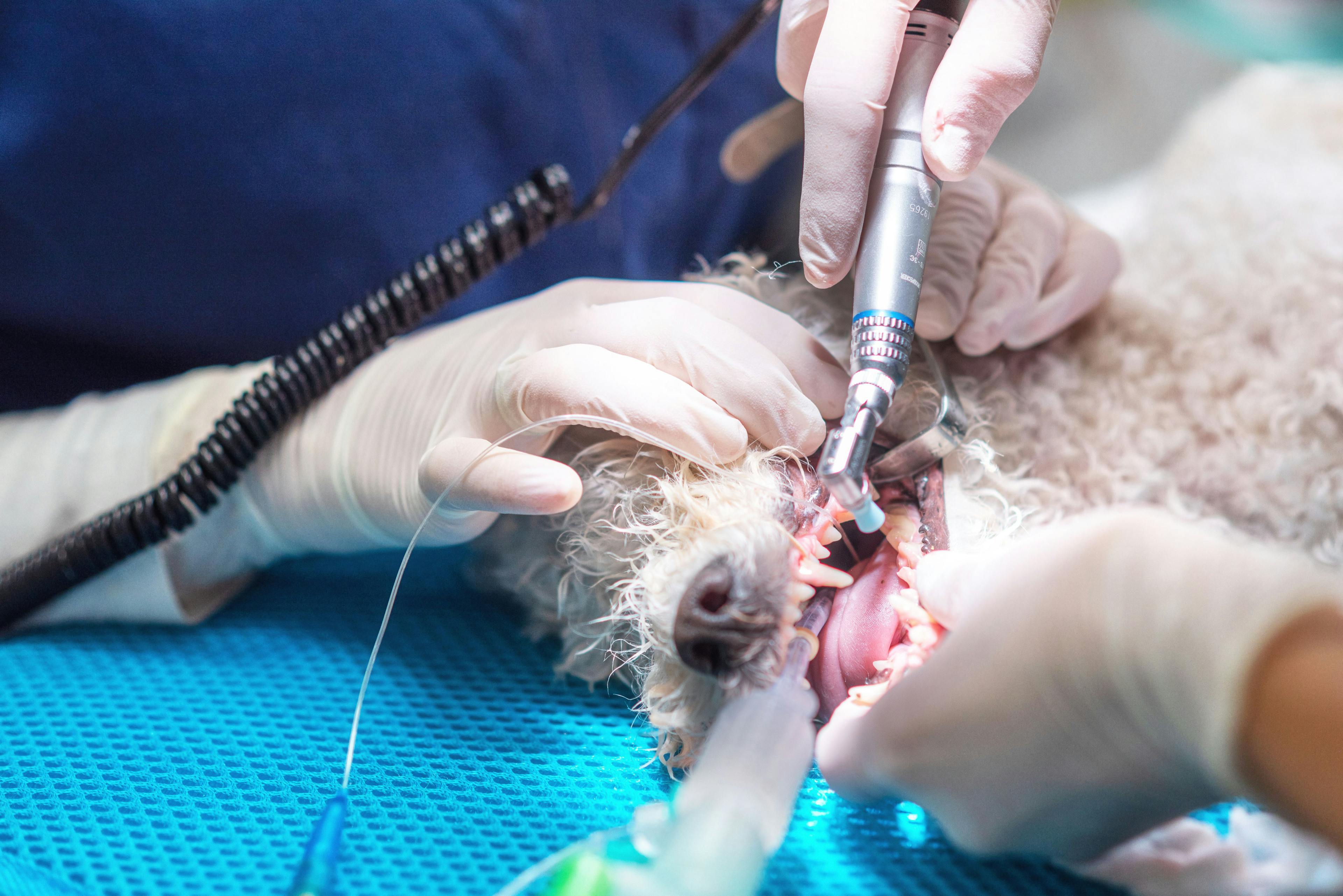 Pet dental surgery