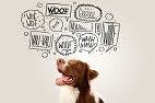 Getting Dogs to Listen: It's All in How You Speak