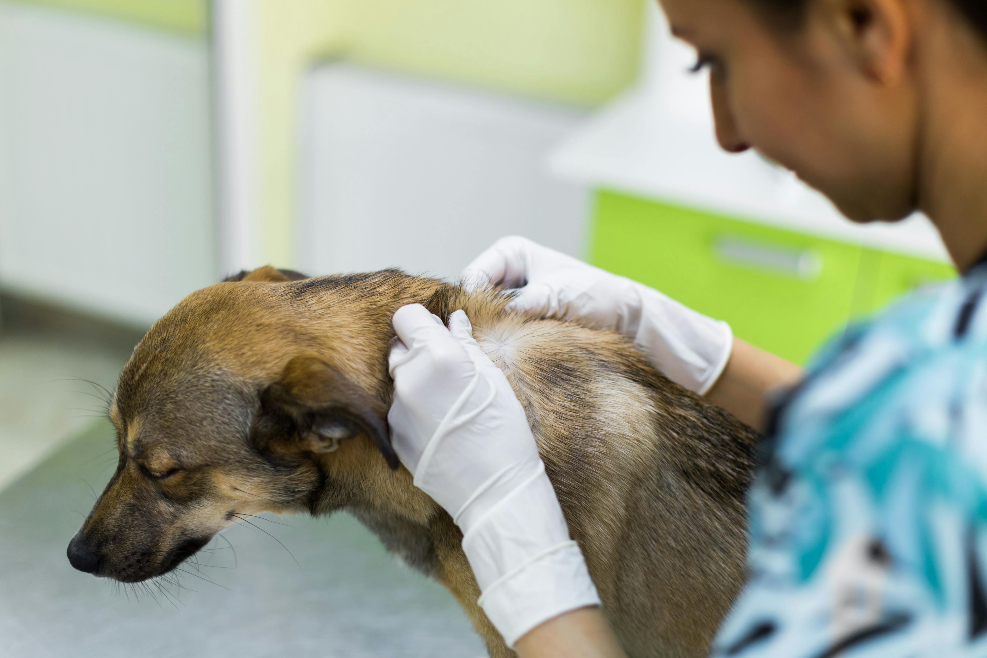 Animal Dermatology Group acquires Austin Veterinary Dermatology & Allergy