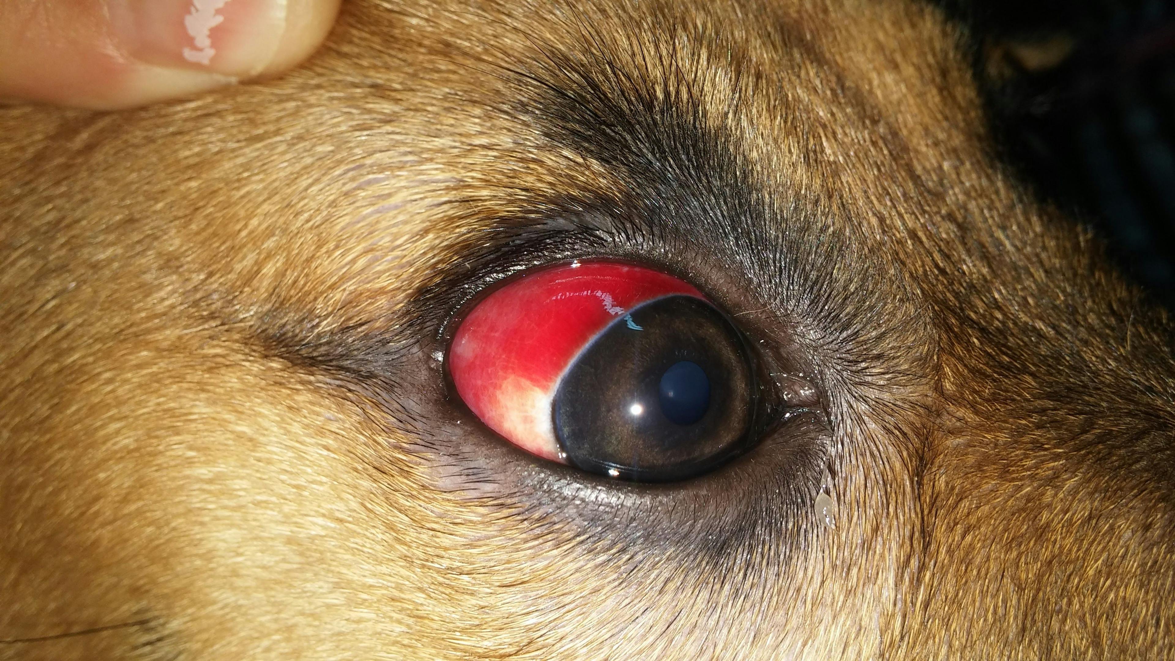 Figure 5. Subconjunctival hemorrhage in a dog due to anticoagulant poisoning.
