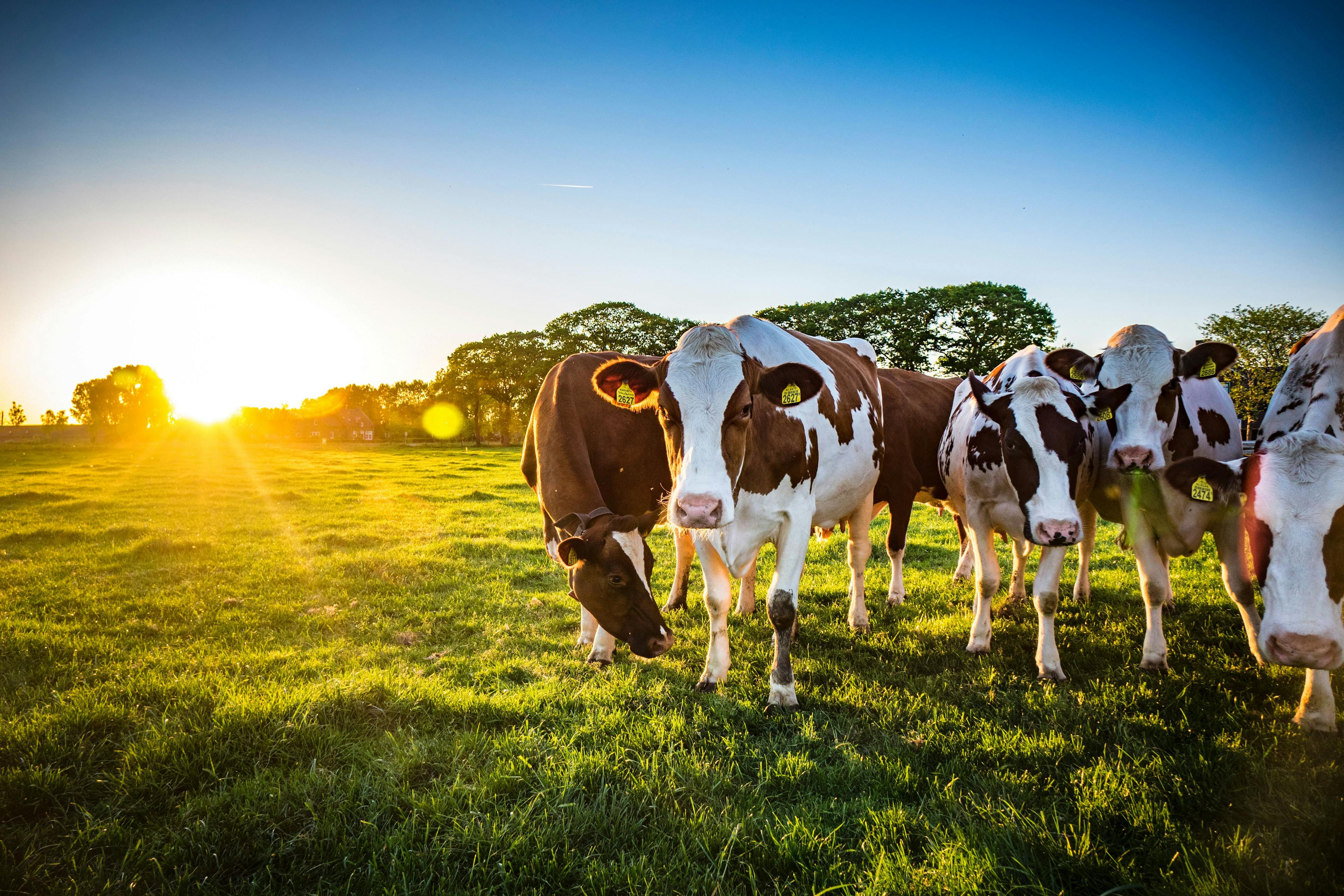 Dairy cows and heat stress