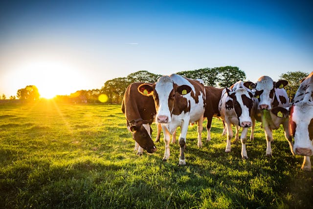 Dairy Cows under the sun