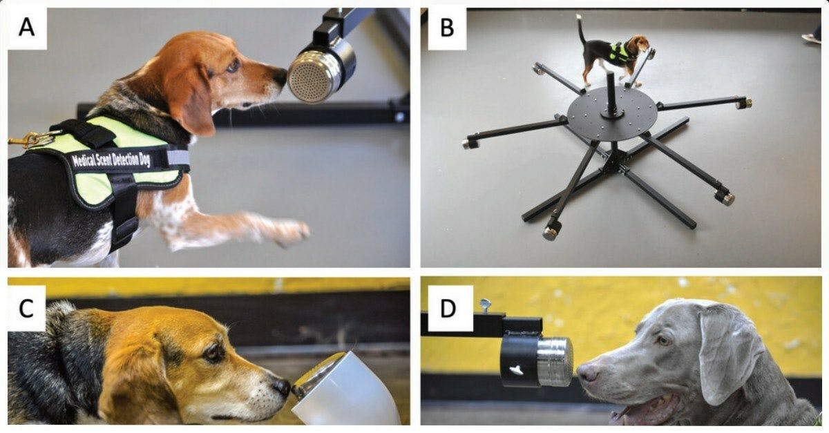 The trained dogs using their sense of smell to identify canine cancer (Photo courtesy of the AVMA). 