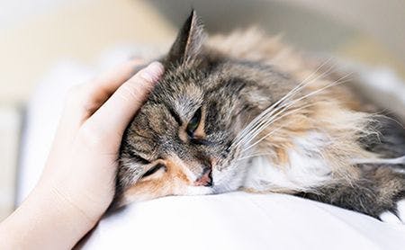 Caring for cats with cardiomyopathies
