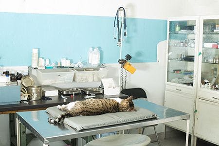 veterinary-cat-exam-room_AdobeStock_57645664-450.jpg