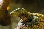 The Wound Healing Potential of Komodo Dragons