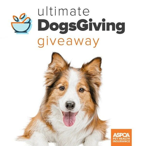 Dogsgiving giveaway announced this year