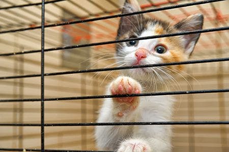 veterinary-cute-kitty-in-cage-AdobeStock