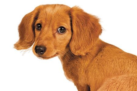 veterinary-dog-dachshund-puppy-157639201_450.jpg
