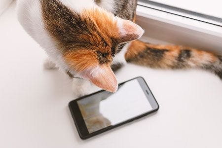 cat looking at phone