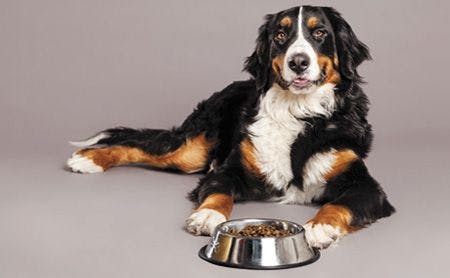 veterinary_Bernard-Sennenhund-with-Food-Bowl-at-Studio_450px_177801228.jpg