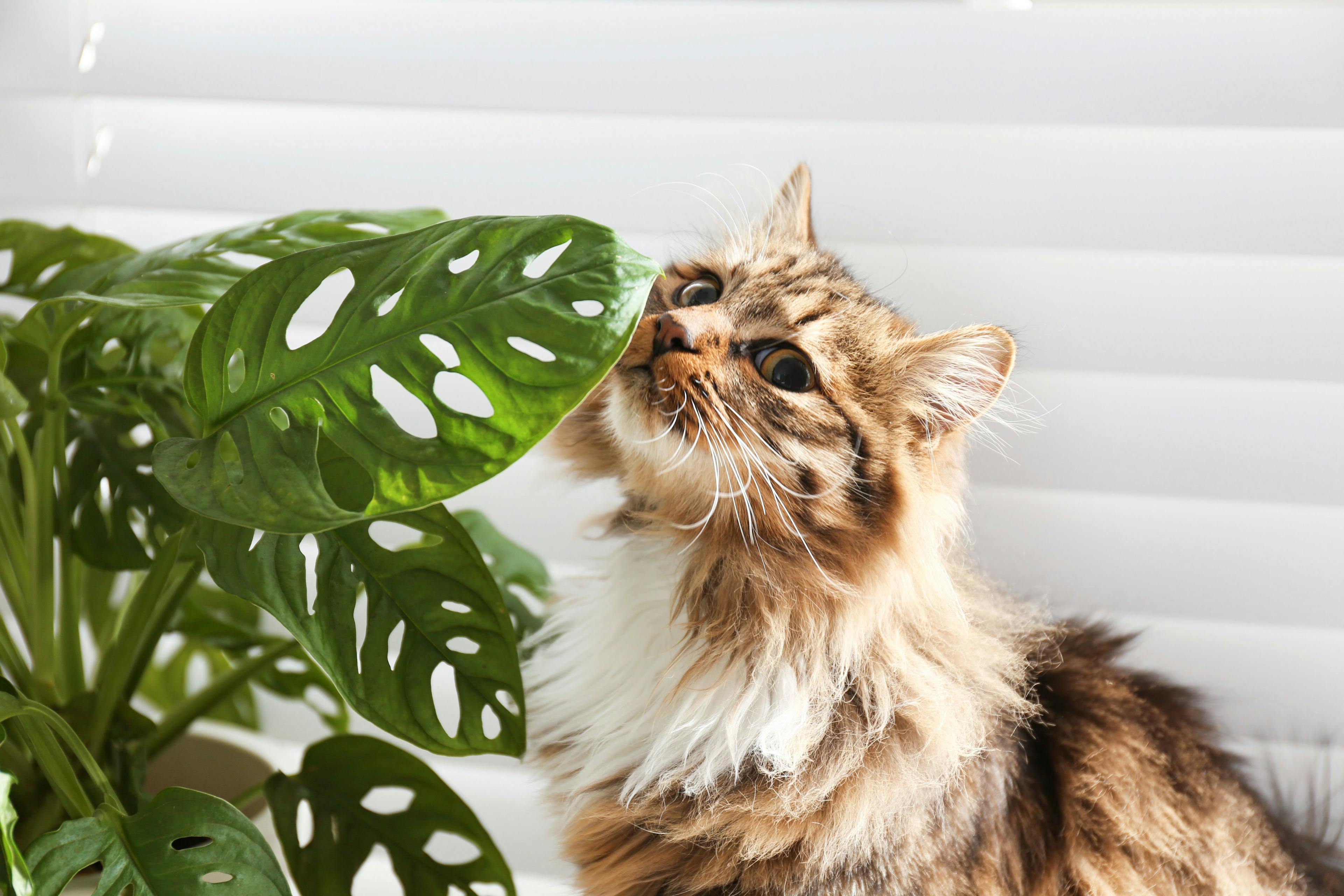 3 quick tips for addressing common feline nuisance behaviors