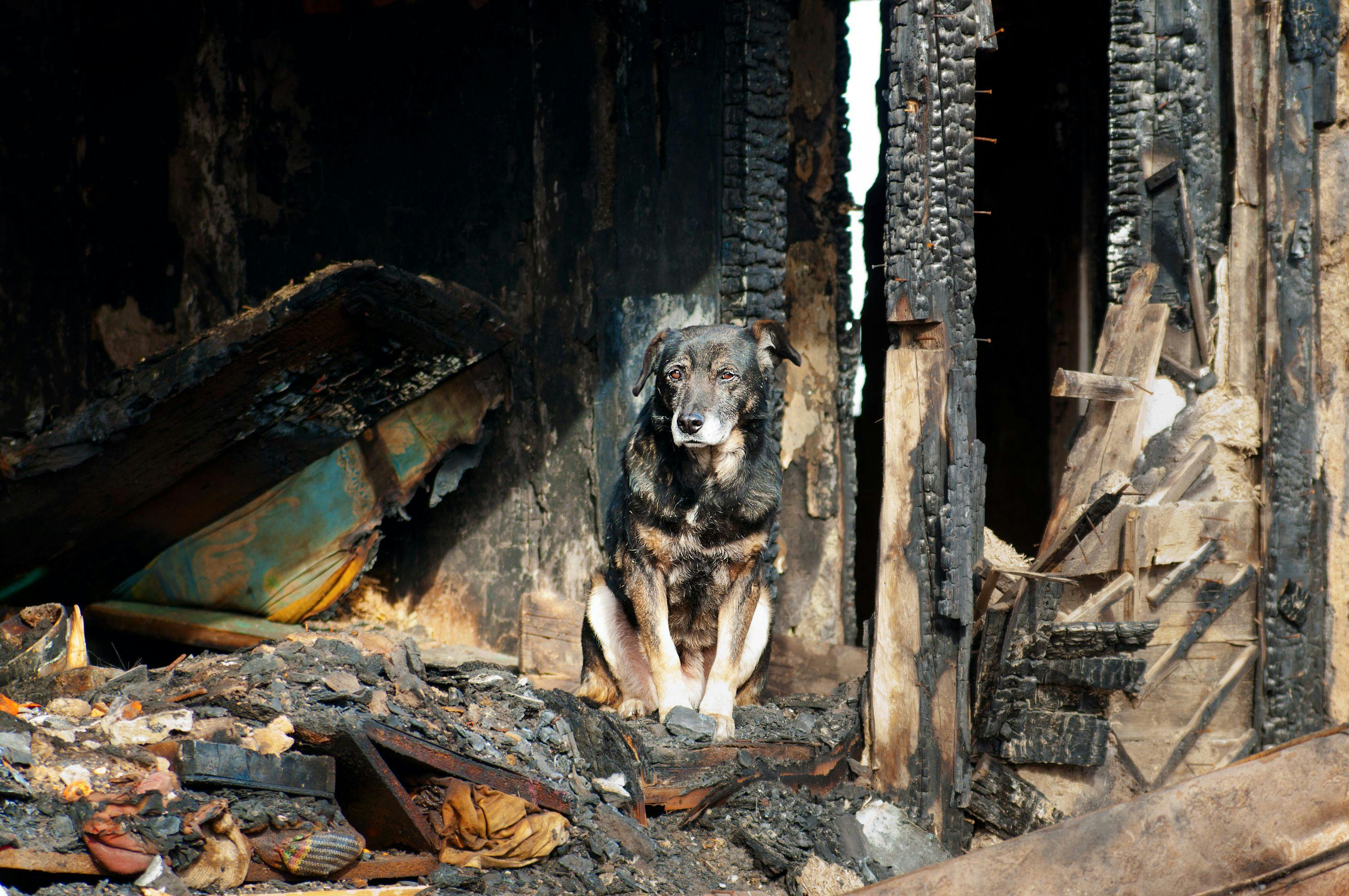 Dog guarding burnt house