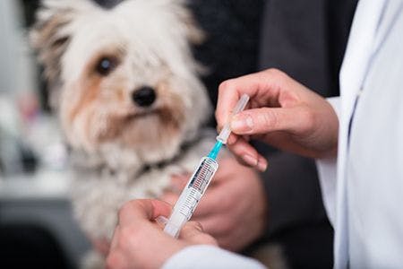 veterinary-dog-veterinarian-vaccine-syringe_AdobeStock_226814177-450.jpg