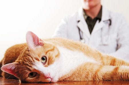 veterinary_cat_lay_table_vet_sad_450px_113809124_20.jpg