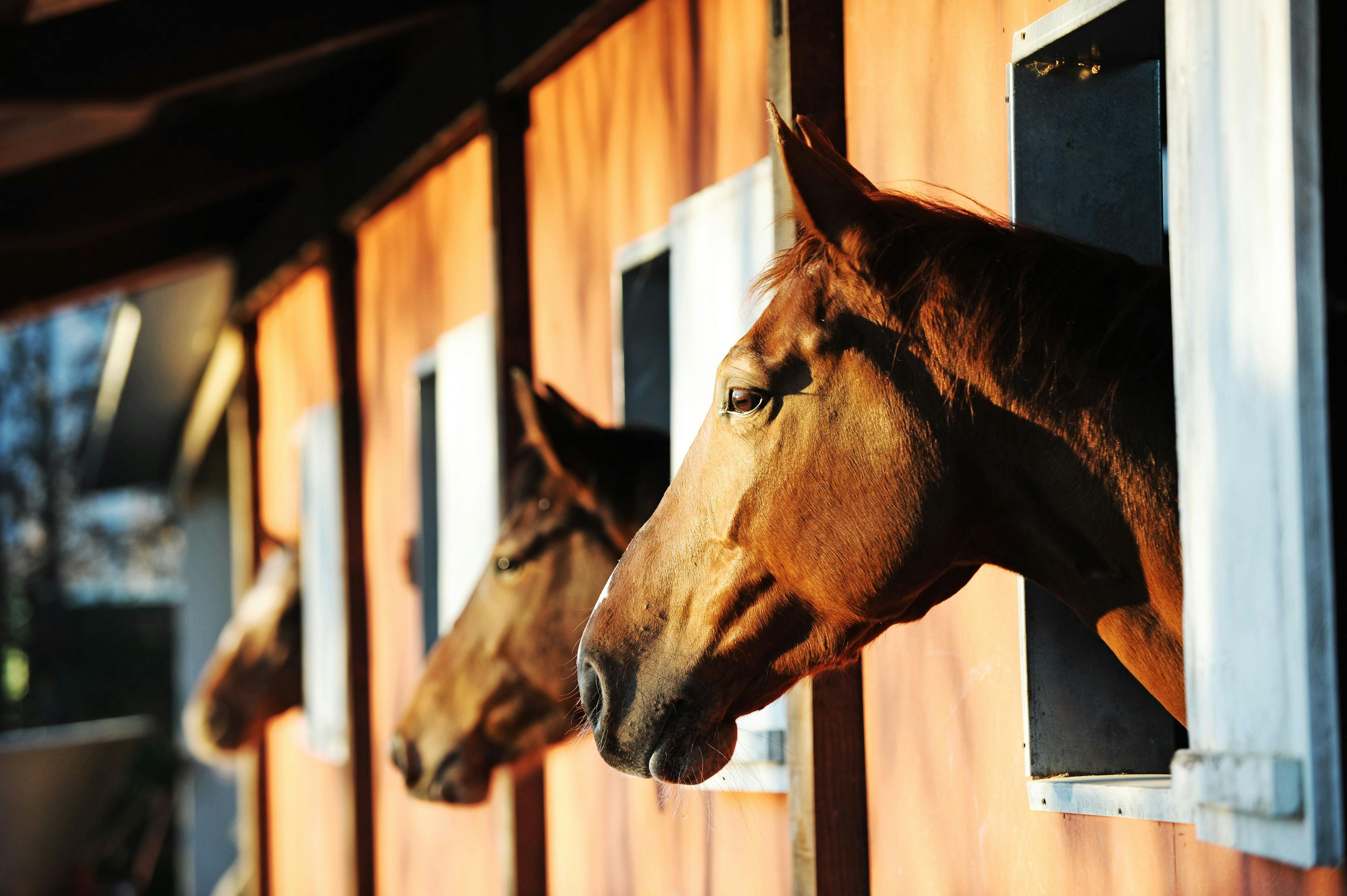 Morris Animal Foundation announces new equine and animal welfare advisory members