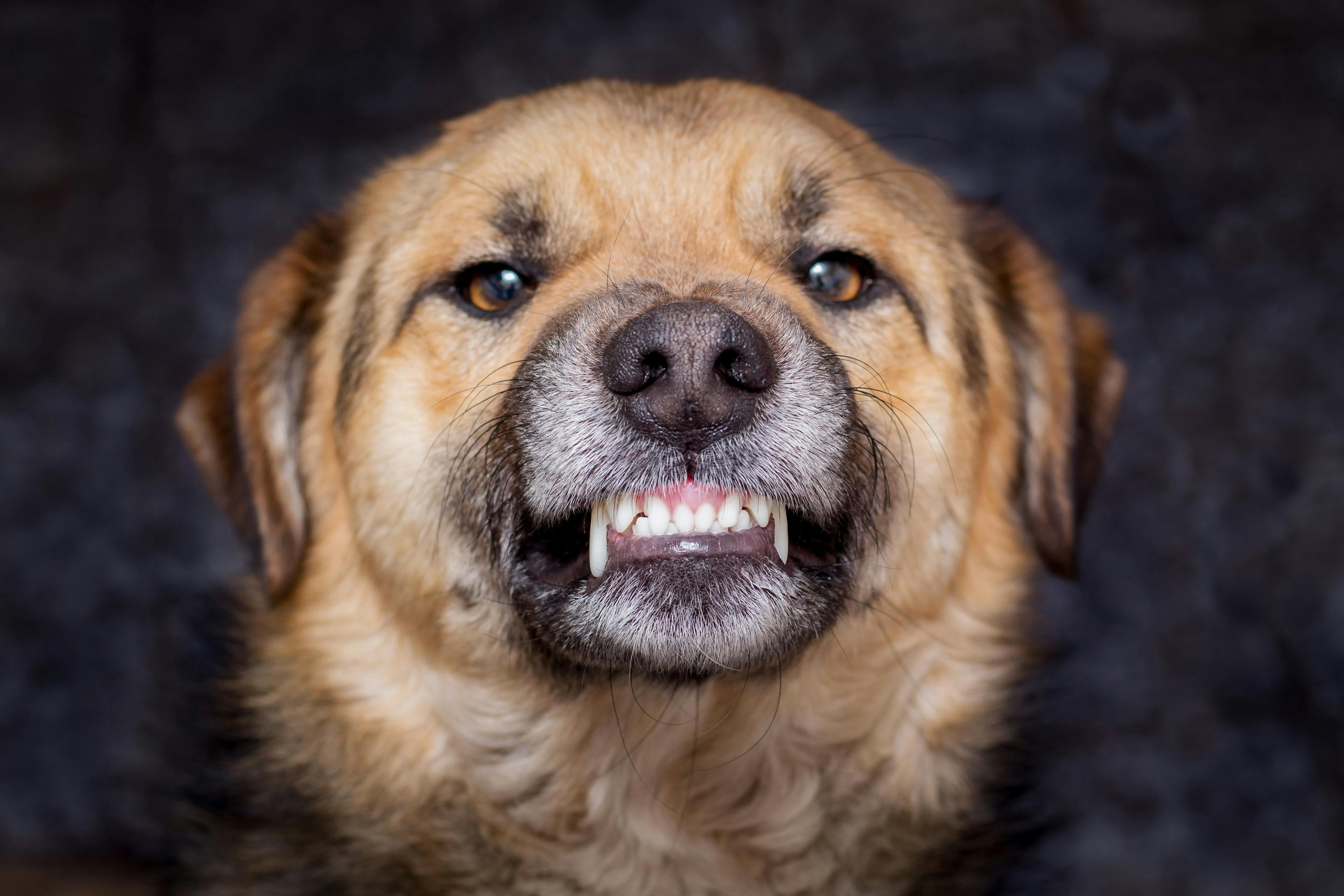 Veterinary experts offer tips and tricks for preventing dog bites 