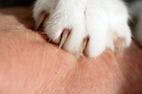 Declawing Cats: Adverse Medical and Behavioral Outcomes