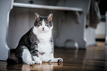 veterinary-funny-fat-cat-sitting-in-the-kitchen-and-probably-waiting-for-some-more-food-450px-shutterstock-595521809.jpg