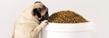 veterinary_Dog-eating-a-bucket-of-dog-food_471811137_450.jpg