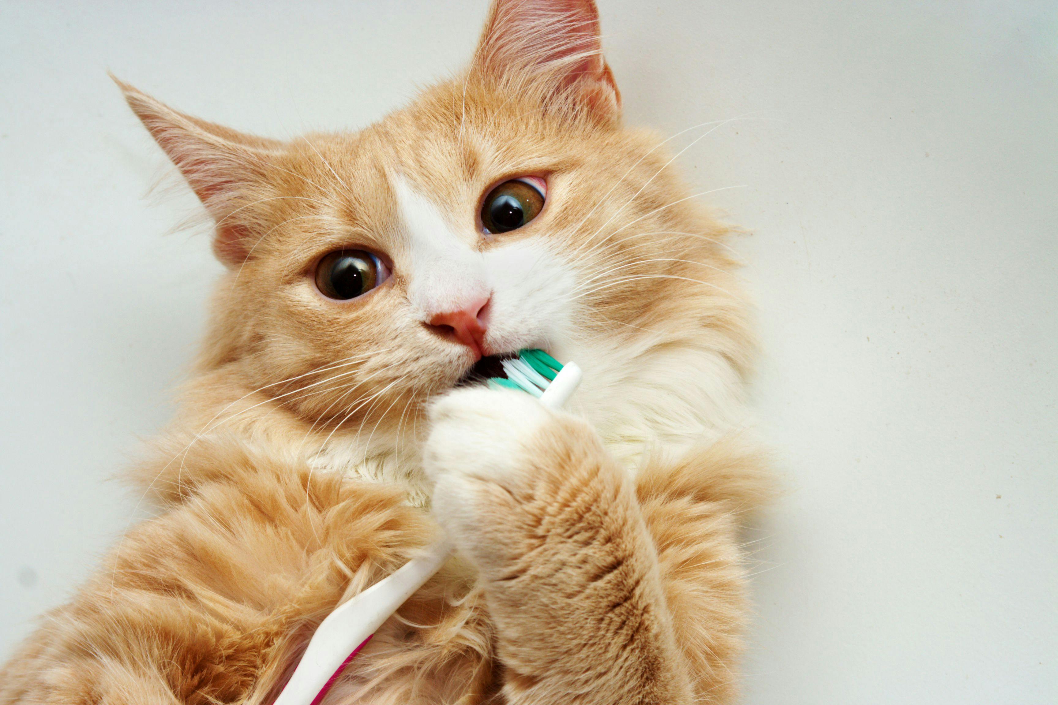 The importance of feline oral health