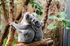Infectious Diseases and Immunology of the Koala