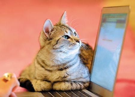 veterinary-cat-kitten-sitting-and-looking-at-computer-screen-178969361-450.jpg