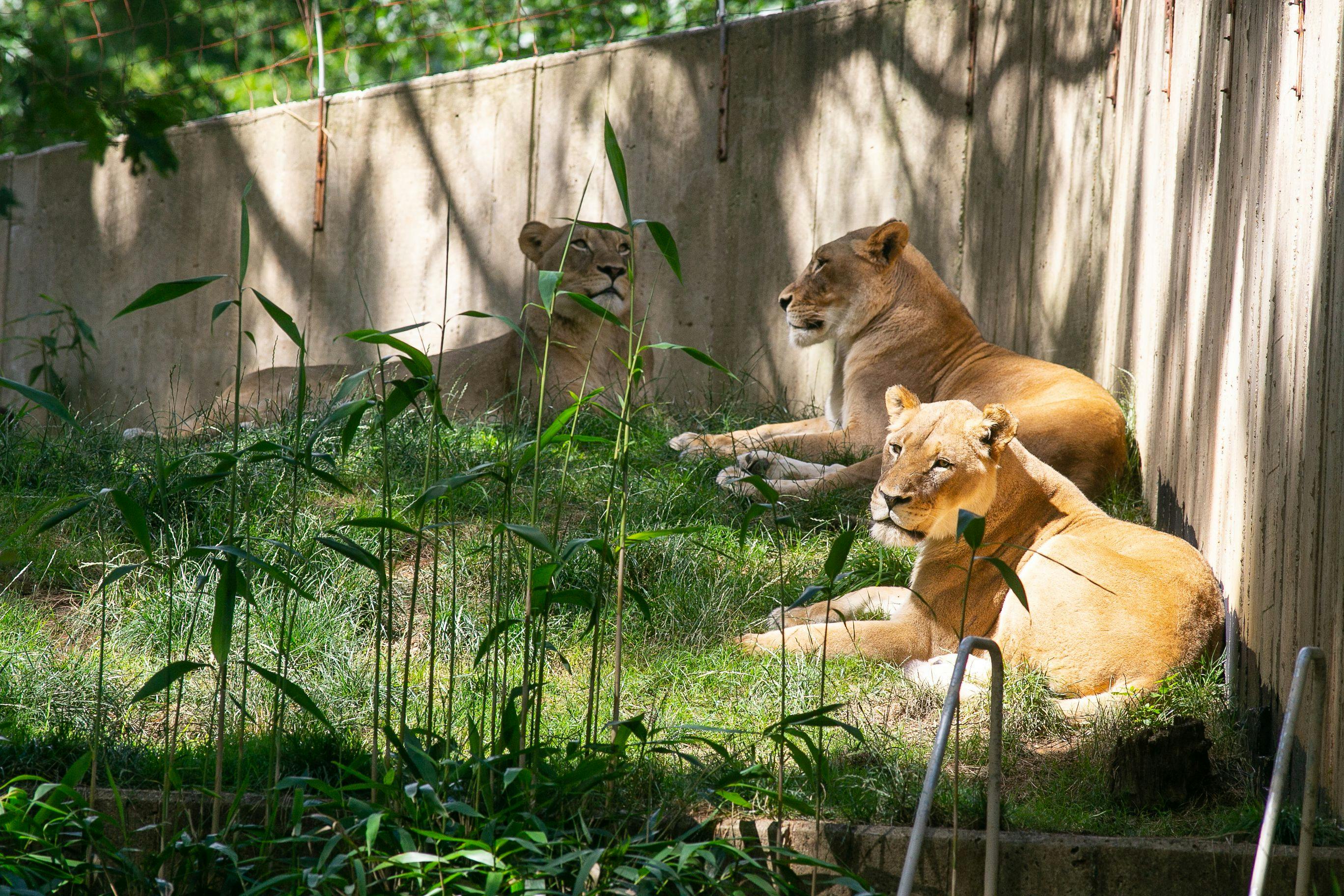 Smithsonian’s National Zoo lions and tigers recover after testing presumptive positive for COVID-19