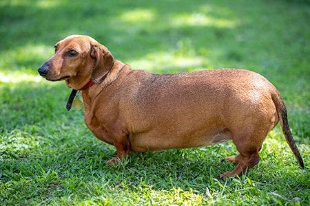 veterinary-dog-overweight-dachshund_AdobeStock_207623433-450.jpg