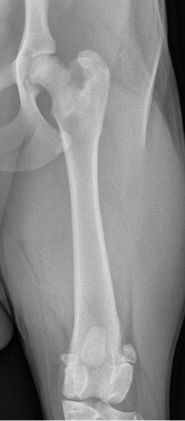 Figure 1. A craniocaudal projection of the left femur belonging to a 5-month-old Labrador diagnosed with multifactorial lameness. Panosteitis, in its early stage, can be viewed as patchy areas of increased opacity associated with the proximal aspect of the fermoral diaphysis in the region of the vascular channels. (Radiograph Courtesy of Katherine Morris, DVM, DACVS-SA)