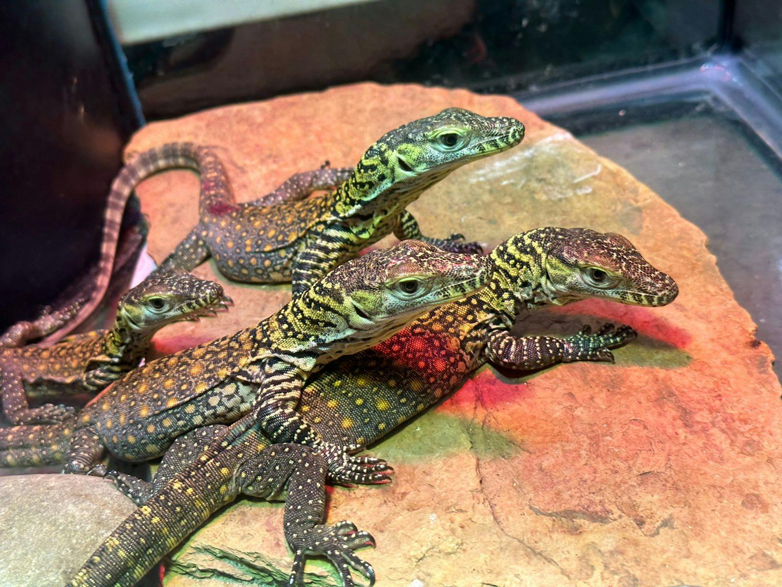 Endangered Komodo dragon hatchlings born at ZooTampa 