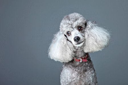 veterinary-dog-poodle-confused-33611184-450px_web.jpg