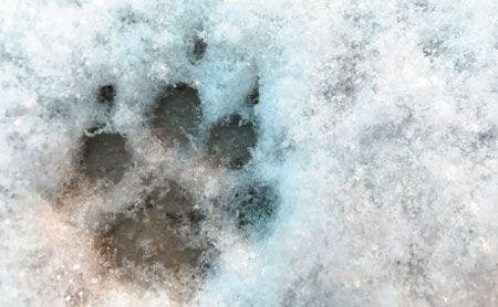veterinary-single-paw-print-in-snow-shutterstock-580617766450-1.jpg