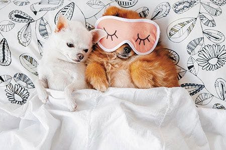 veterinary-pomeranian-puppy-lying-on-back-in-sleeping-mask-together-450px-shutterstock-629656997-1.jpg