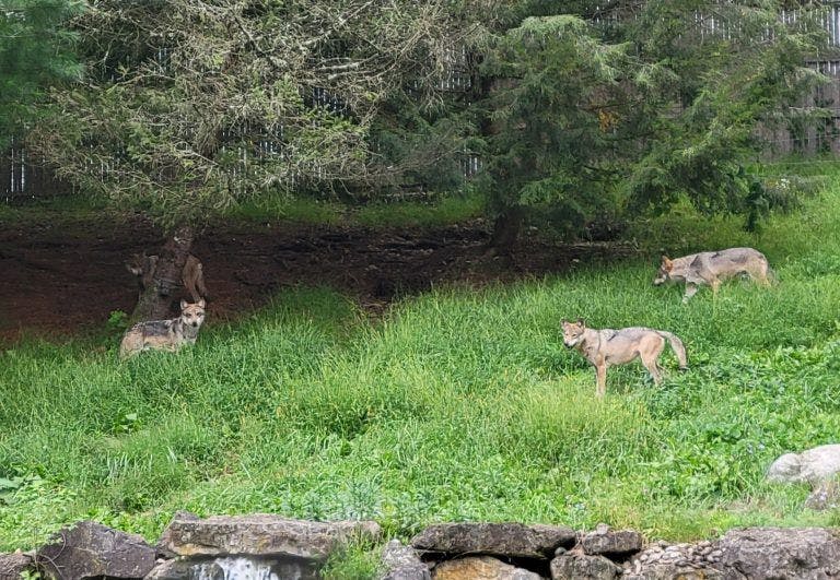 Return of the wolf pack at Lehigh Valley Zoo