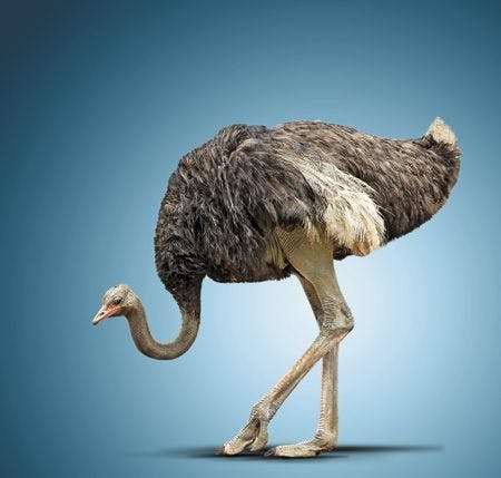 veterinary-the-big-black-ostrich-on-a-blue-background-450px-158155142.jpg