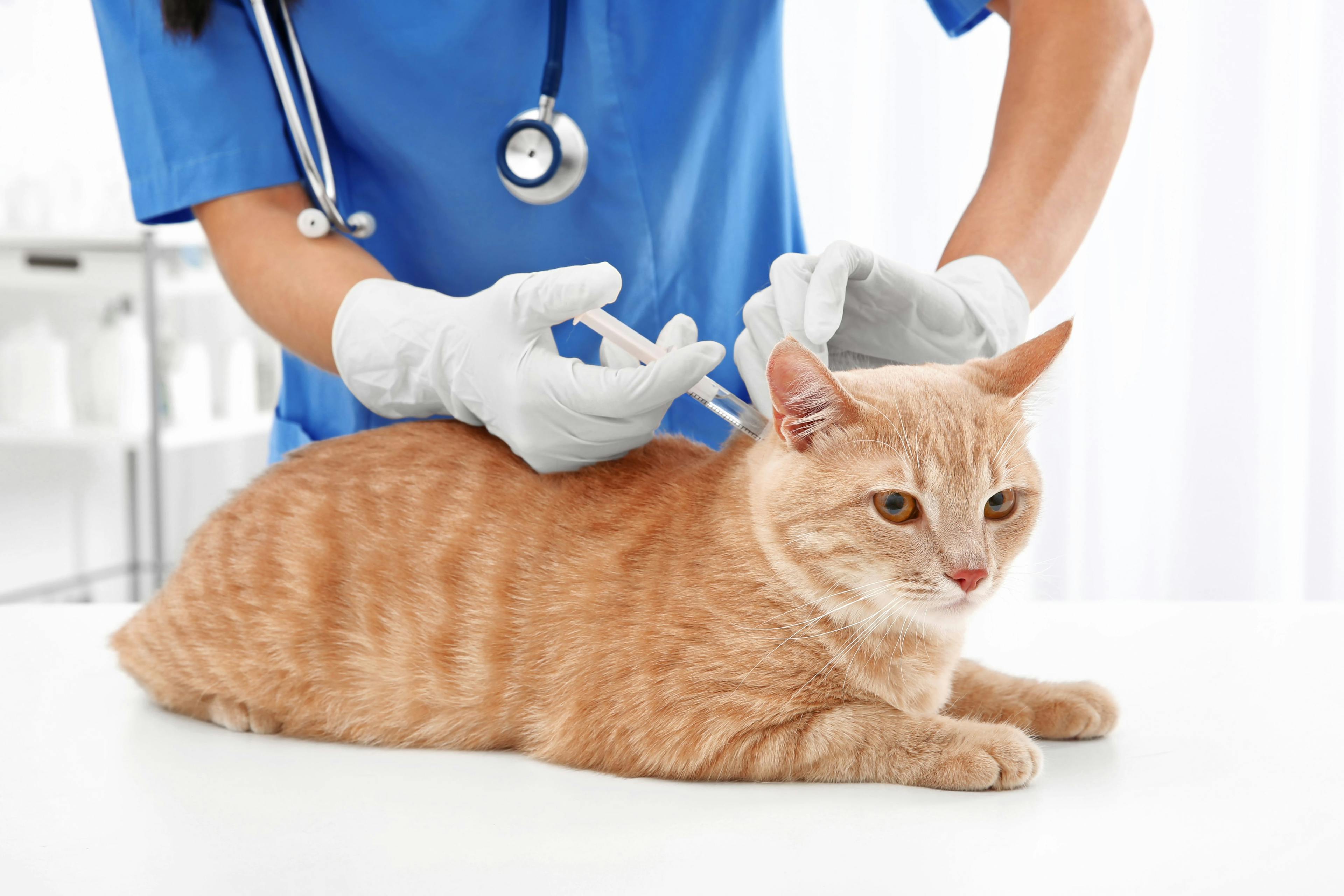 Sneak peek: dvm360 recognizes World Animal Vaccination Day, and other veterinary news 