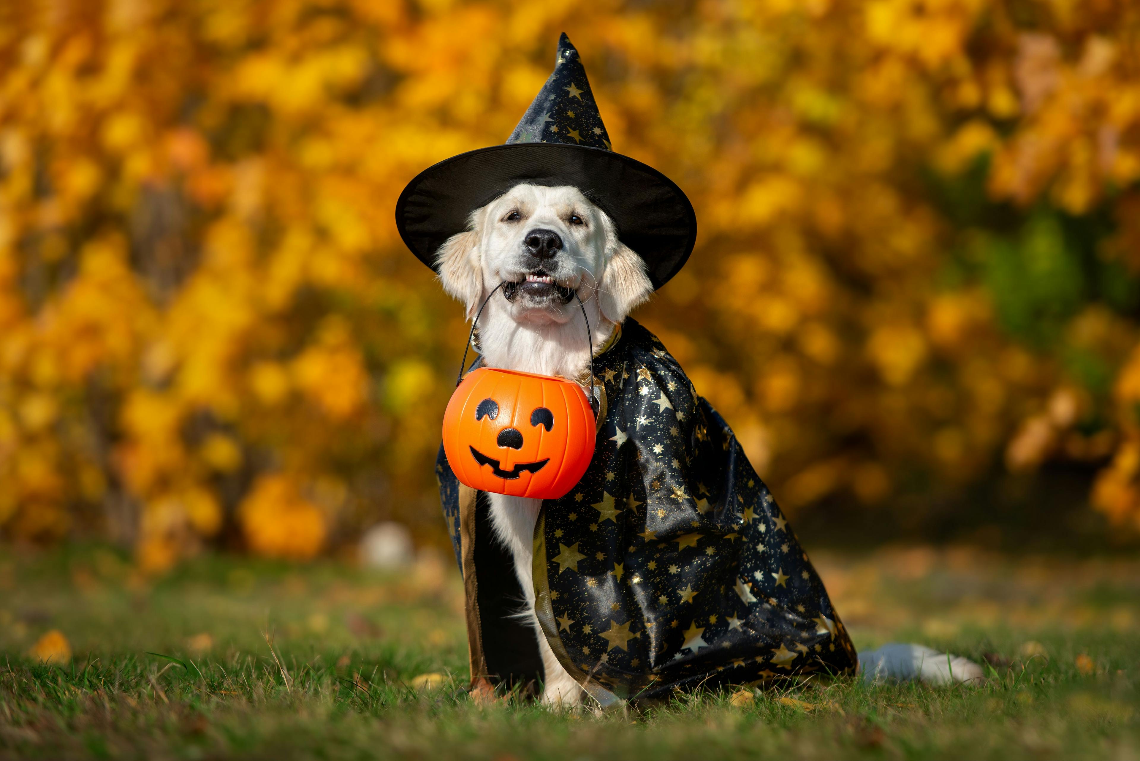 AVMA unveils safety tips to keep pets safe for Halloween 