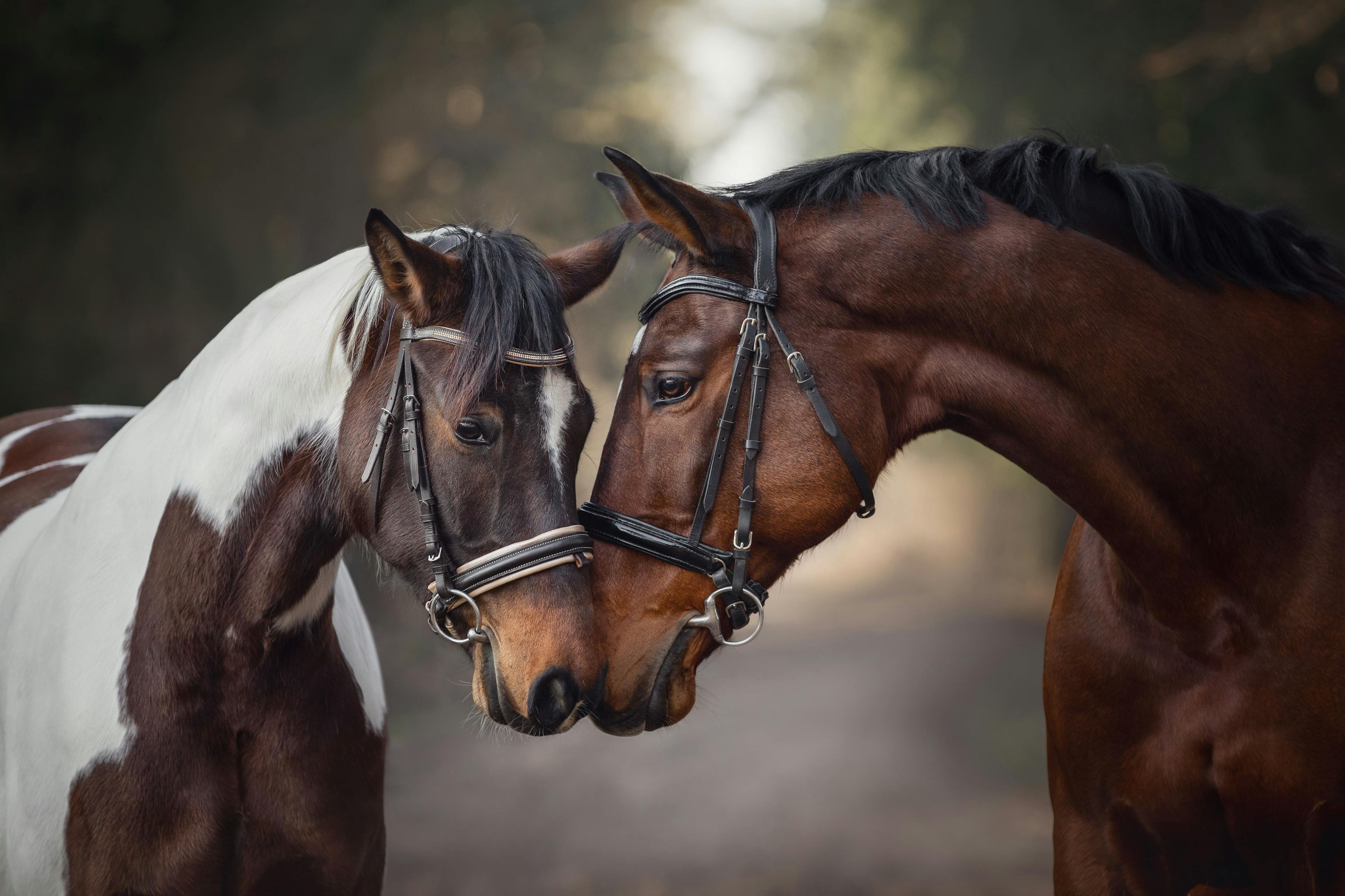ASPCA supports ban of horse slaughter in legislative hearing