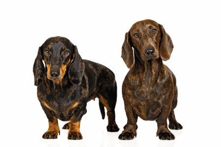 veterinary-two-adorable-dachshund-dogs-standing-on-white-body.jpg