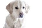 Primary Mediastinal Lymphoma in Dogs