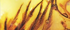 Description of a Feathered Dinosaur Tail Fossilized in Mid-Cretaceous Amber