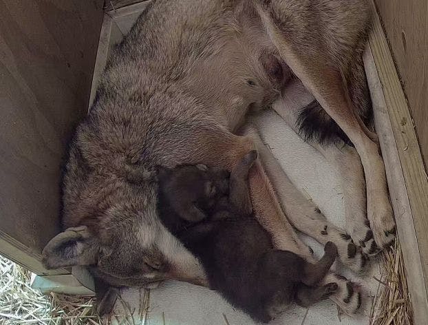 Red wolf pup cuddling with mom, Brave (Photo courtesy of Roger Williams Park Zoo). 