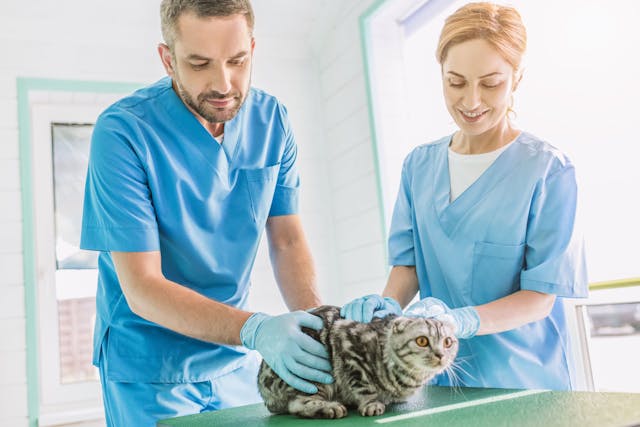 Leverage your veterinary technician skills in oncology 