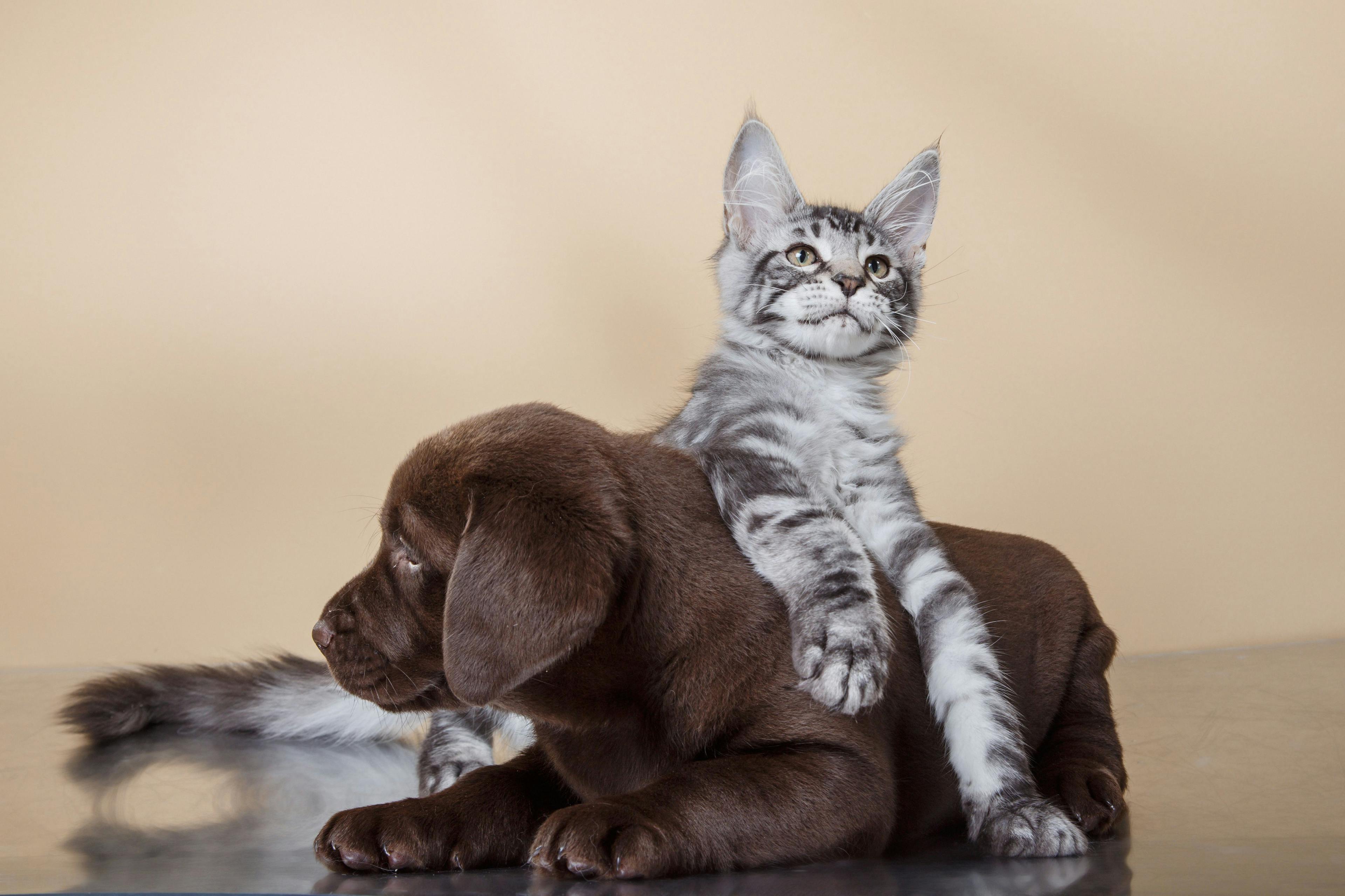 3 Must-reads on spay and neuter