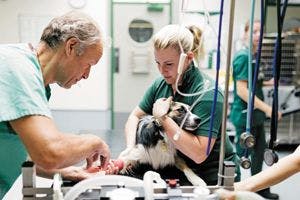 veterinary-dog-anaesthetic-516251945.jpg