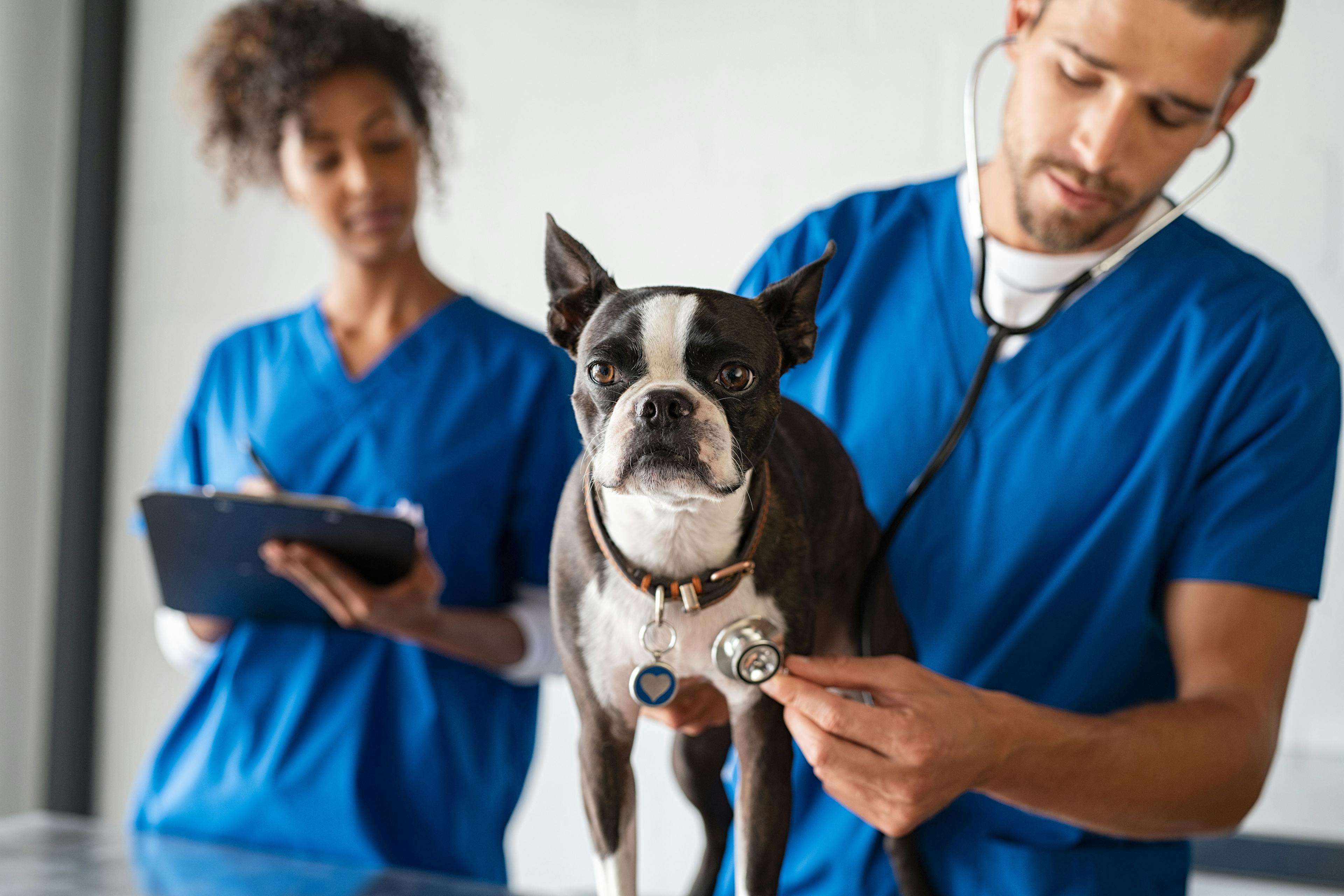 Five ways the veterinary team can help new grads succeed