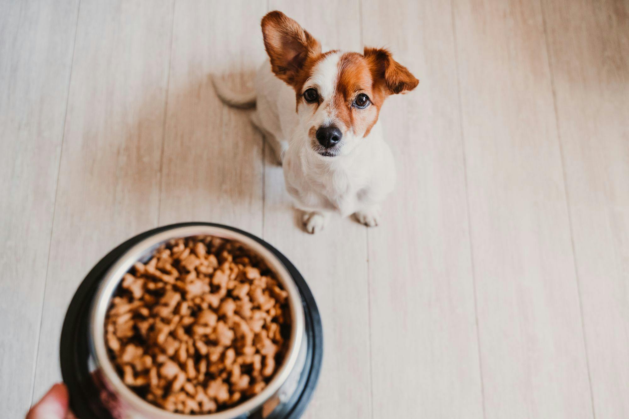 What ingredients to look for in dog food and treats