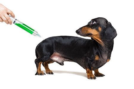 veterinary-dachshund-syringe-drug-pharmaceutical-=insulin-diabetes-AdobeStock_185034776-450.jpg